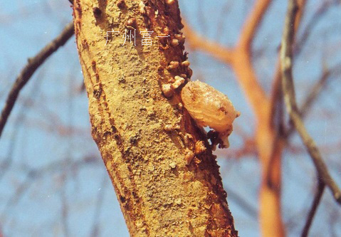 阿拉伯膠提純分離機-廣州富一